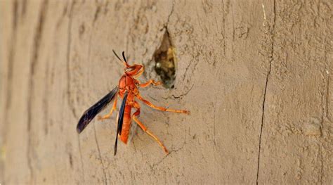 Beware Of The Alabama Red Wasp